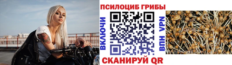 Купить где Будённовск Галлюциногенные грибы GOLDEN TEACHER